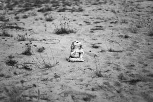 Porto: between the spirits and the fish