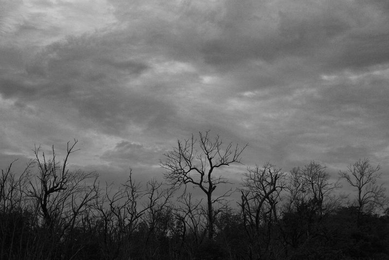 © Valda Nogueira - Trees in a mangroove at the Sepetiba Beach.