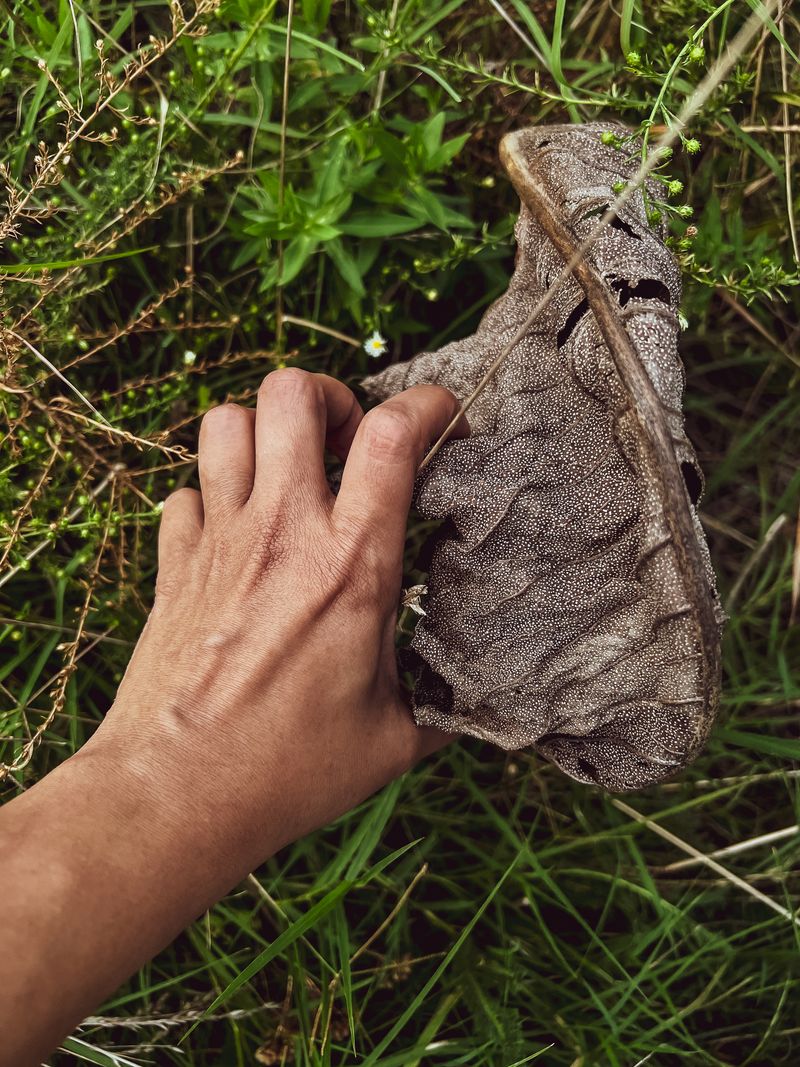 © Brindha Anantharaman - Image from the ELEmeNTS photography project