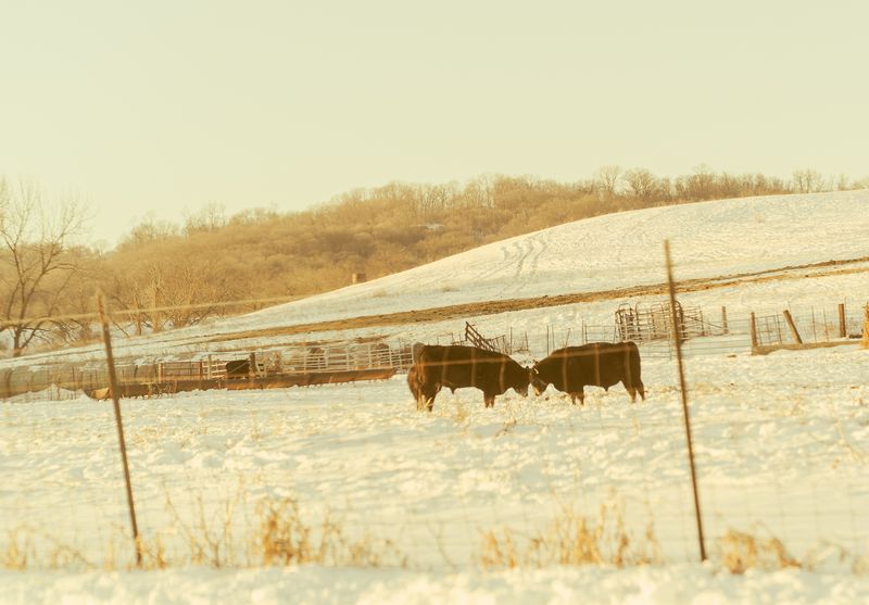 © Brindha Anantharaman - Image from the Midwest Manifest photography project