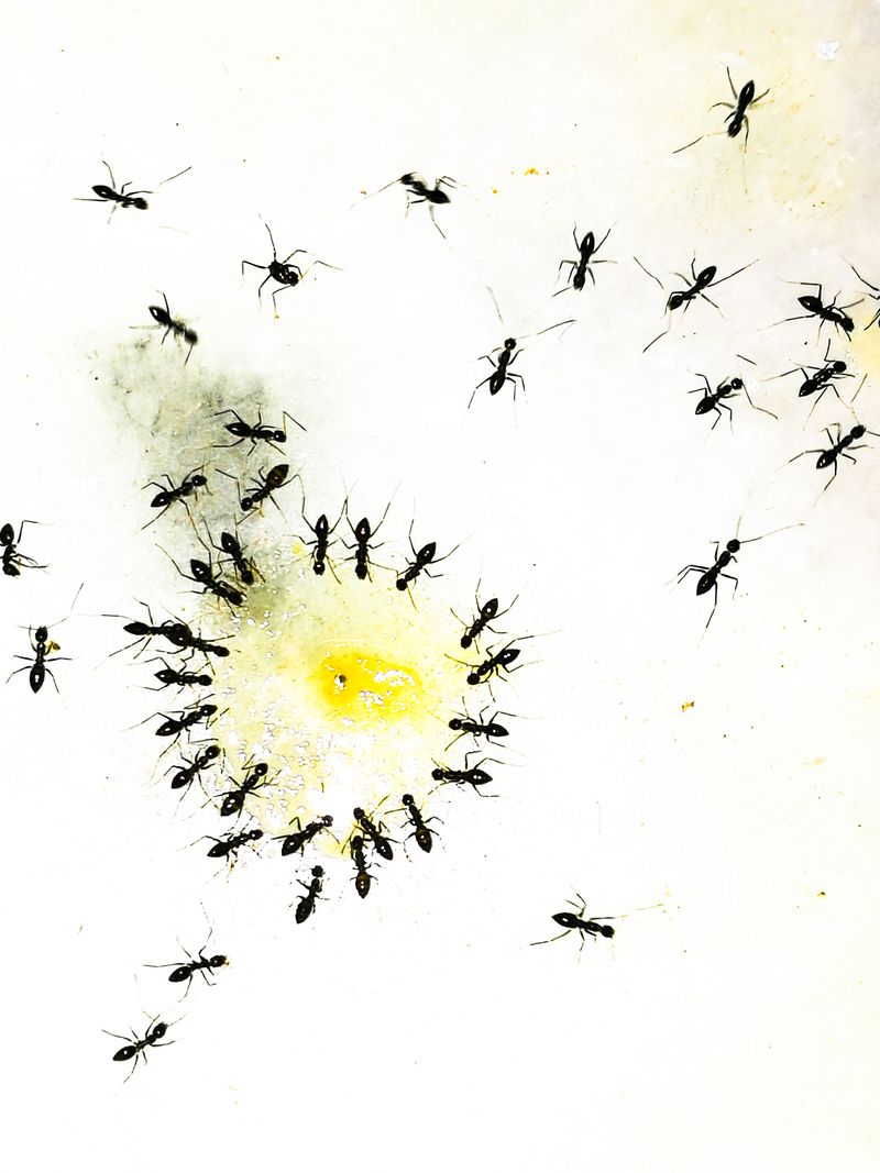 © Brindha Anantharaman - Image from the Jottings of an Unloved photography project