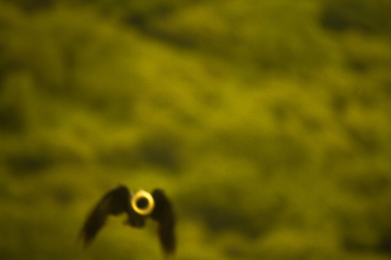 © Brindha Anantharaman - Image from the Jottings of an Unloved photography project