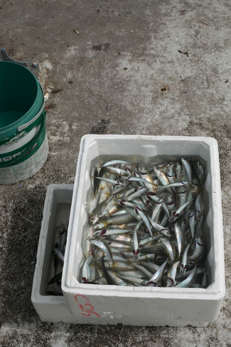 © Desiree kong - Image from the Powerlines photography project