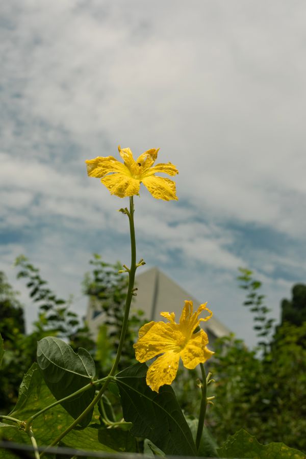 © Desiree kong - Image from the Powerlines photography project