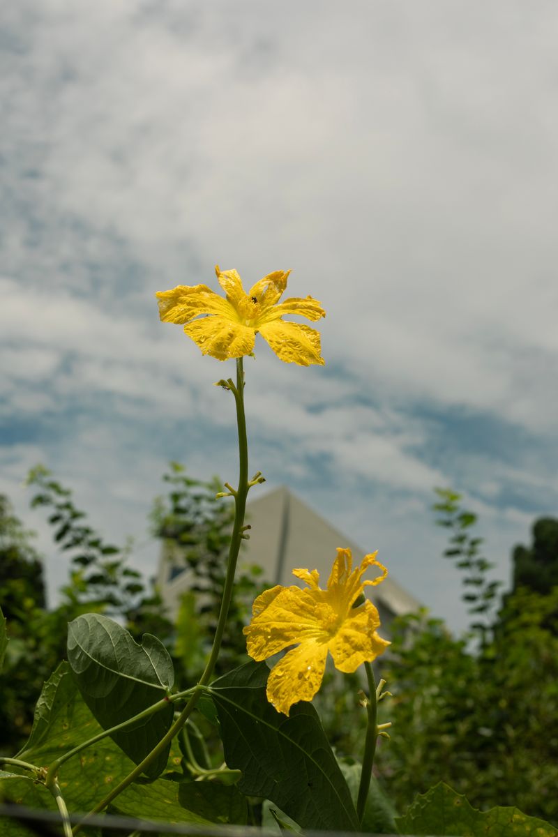 © Desiree kong - Image from the Powerlines photography project