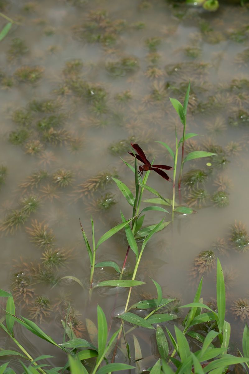 © Desiree kong - Image from the Powerlines photography project