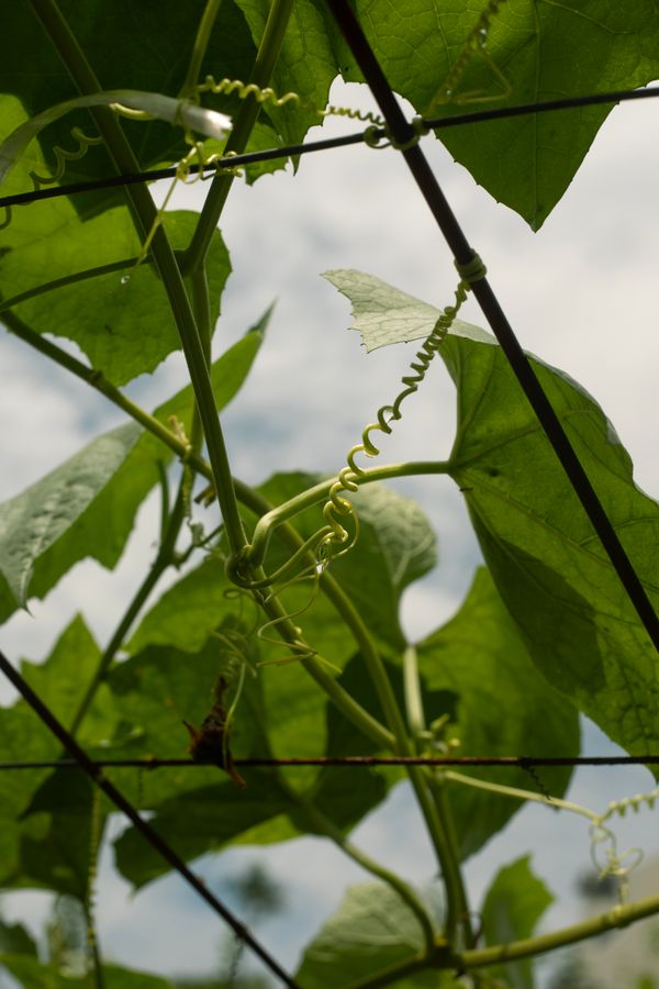 © Desiree kong - Image from the Powerlines photography project