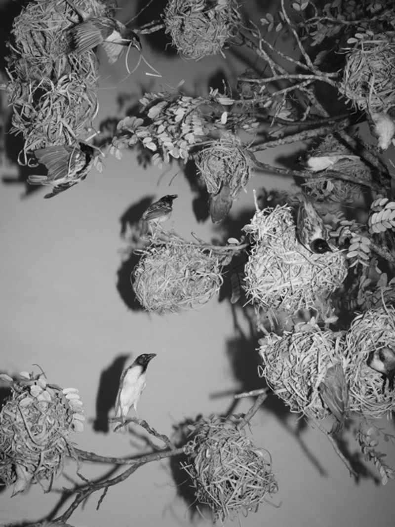 © Zhu Gaocanyue - Image from the The South Is Infinite Yet Finite photography project