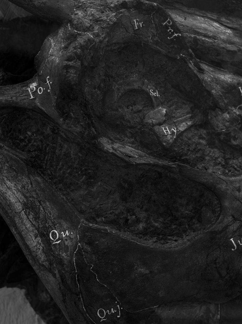 © Zhu Gaocanyue - There was it alive, 它曾存在于此, 2024, American Museum of Natural History, New York City.