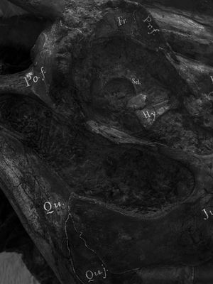 The South Is Infinite Yet Finite