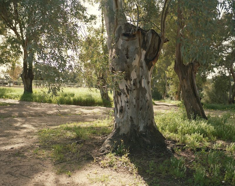 © Sophie Ebrard - At the bull’s breeding farm