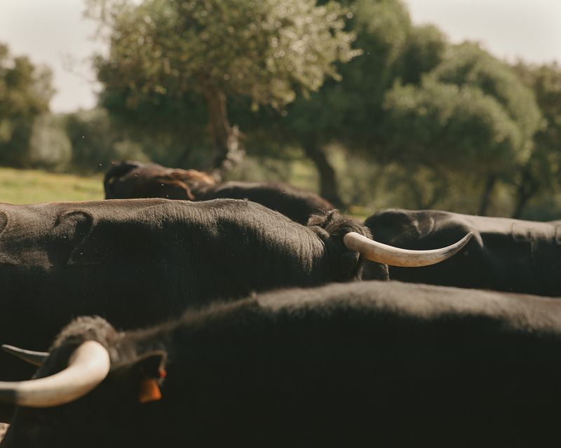 © Sophie Ebrard - The bulls are not yet four years old