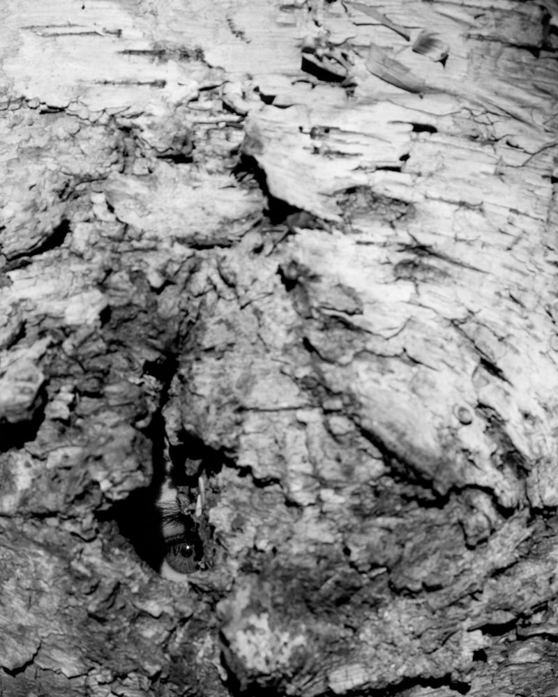 © Paul Thulin-Jimenez - Image from the Pine Tree Ballads photography project