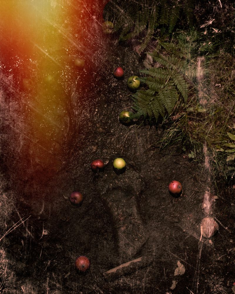 © Paul Thulin-Jimenez - Image from the Pine Tree Ballads photography project