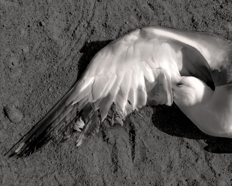 © Paul Thulin-Jimenez - Image from the Pine Tree Ballads photography project