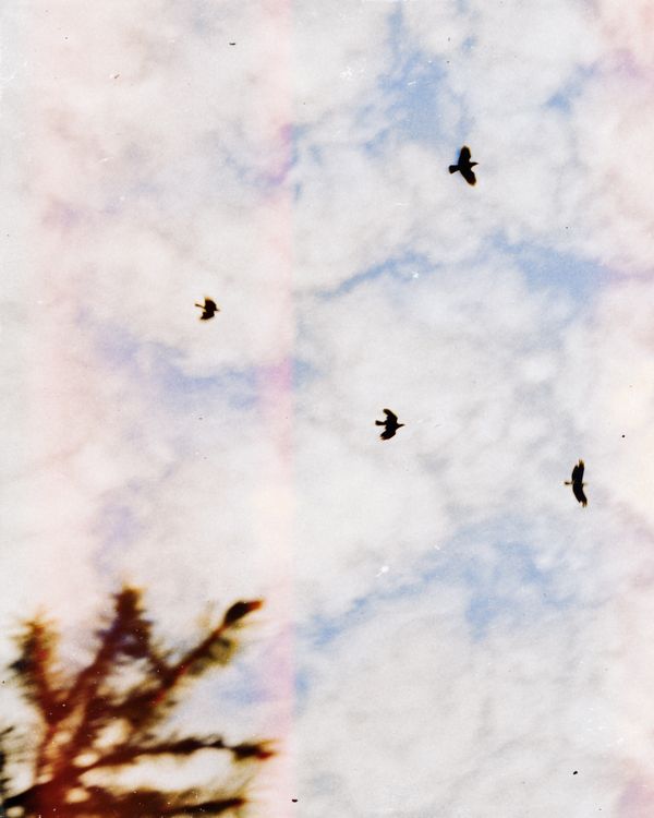 © Paul Thulin-Jimenez - Image from the Pine Tree Ballads photography project