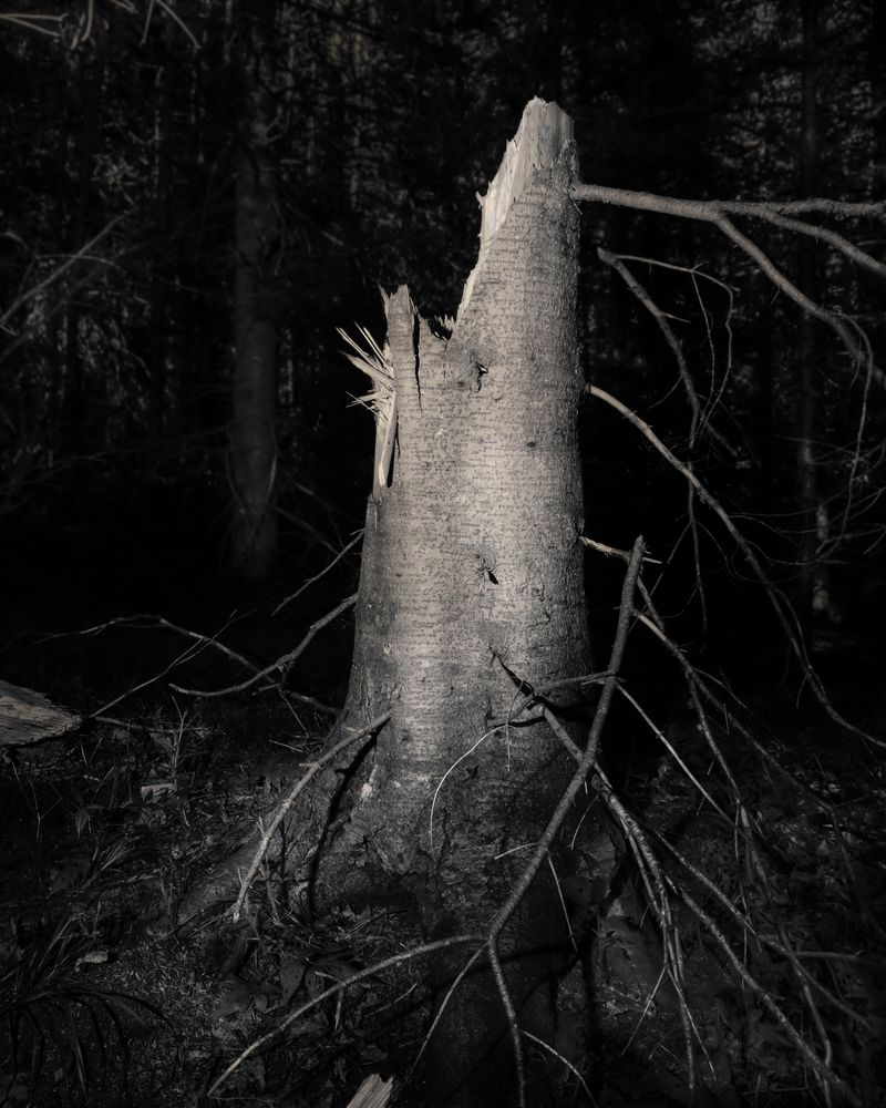 © Paul Thulin-Jimenez - Image from the Pine Tree Ballads photography project