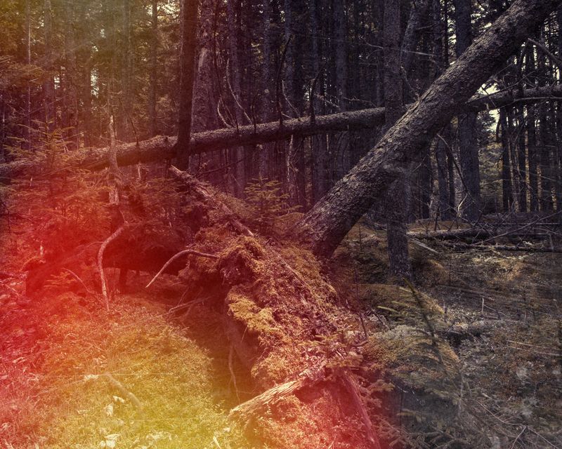 © Paul Thulin-Jimenez - Image from the Pine Tree Ballads photography project