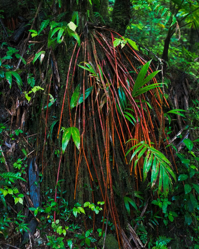 © Paul Thulin-Jimenez - Image from the Isla de las Palmas photography project