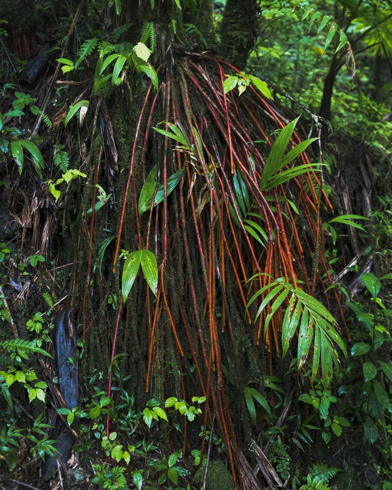 © Paul Thulin-Jimenez - Image from the Isla de las Palmas photography project