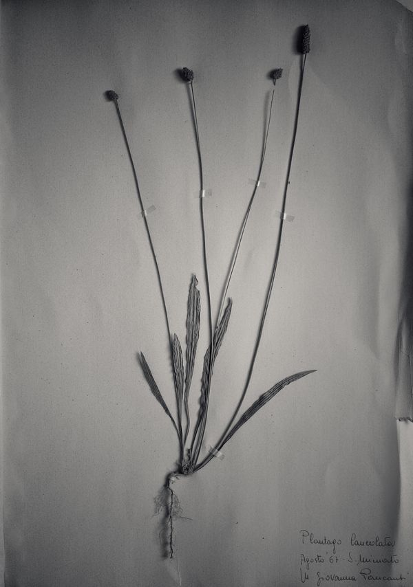 Herbarium - 1967