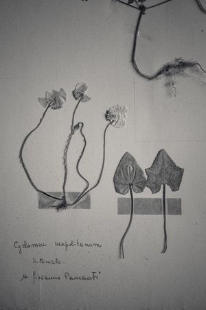 Herbarium - 1967