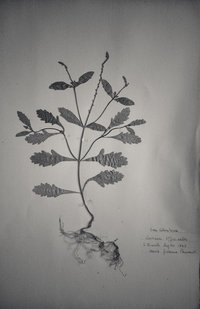 © Federico Gregorini - Image from the Herbarium - 1967 photography project