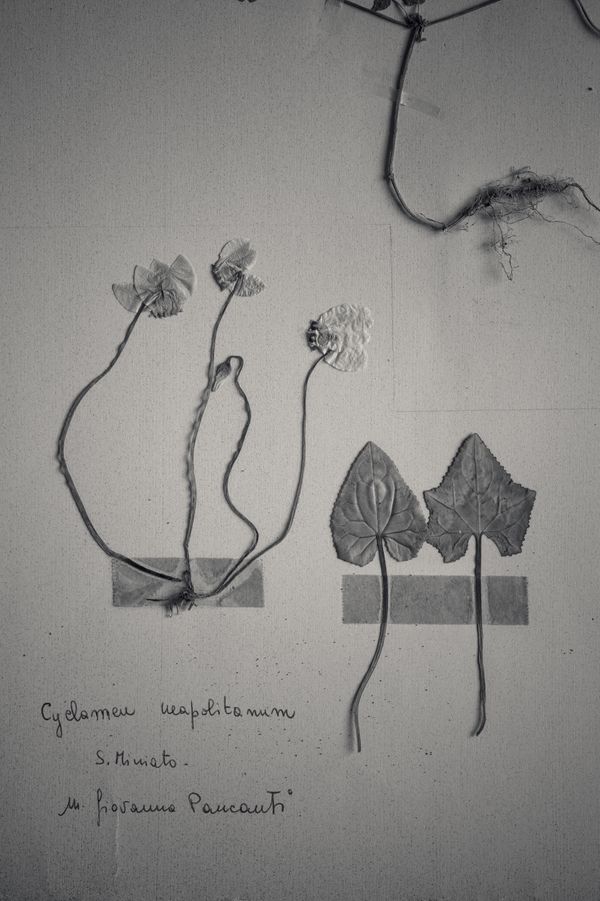 © Federico Gregorini - Image from the Herbarium - 1967 photography project