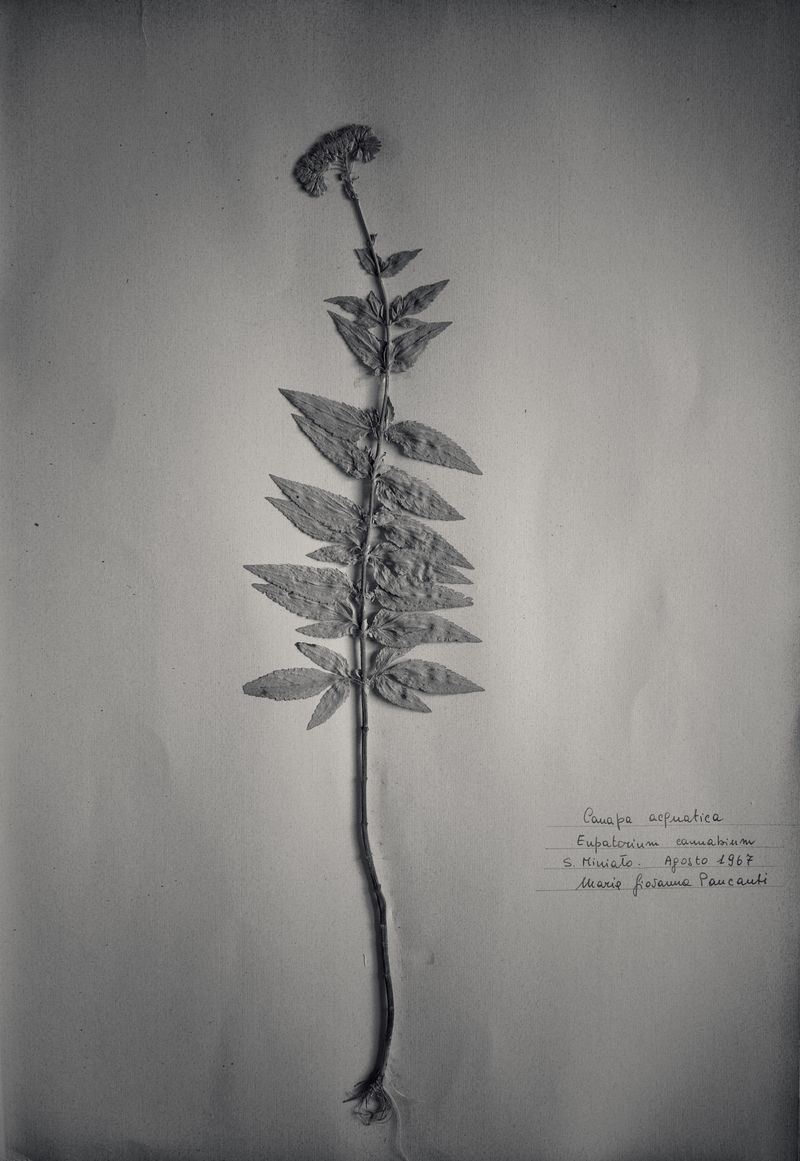 © Federico Gregorini - Image from the Herbarium - 1967 photography project
