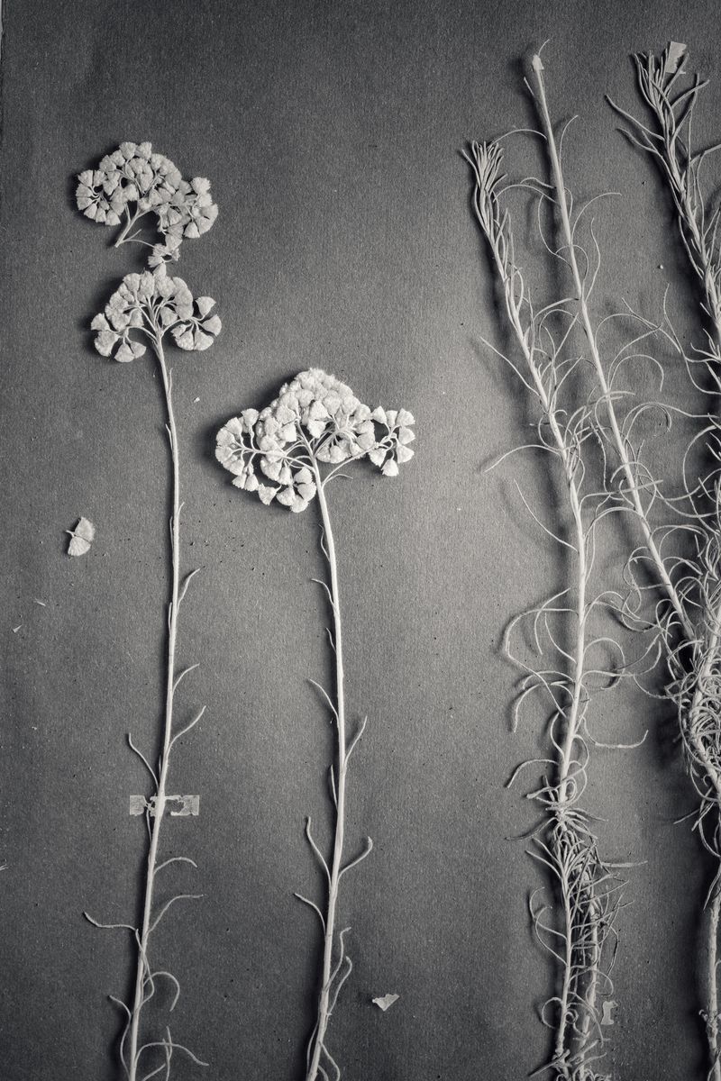 © Federico Gregorini - Image from the Herbarium - 1967 photography project