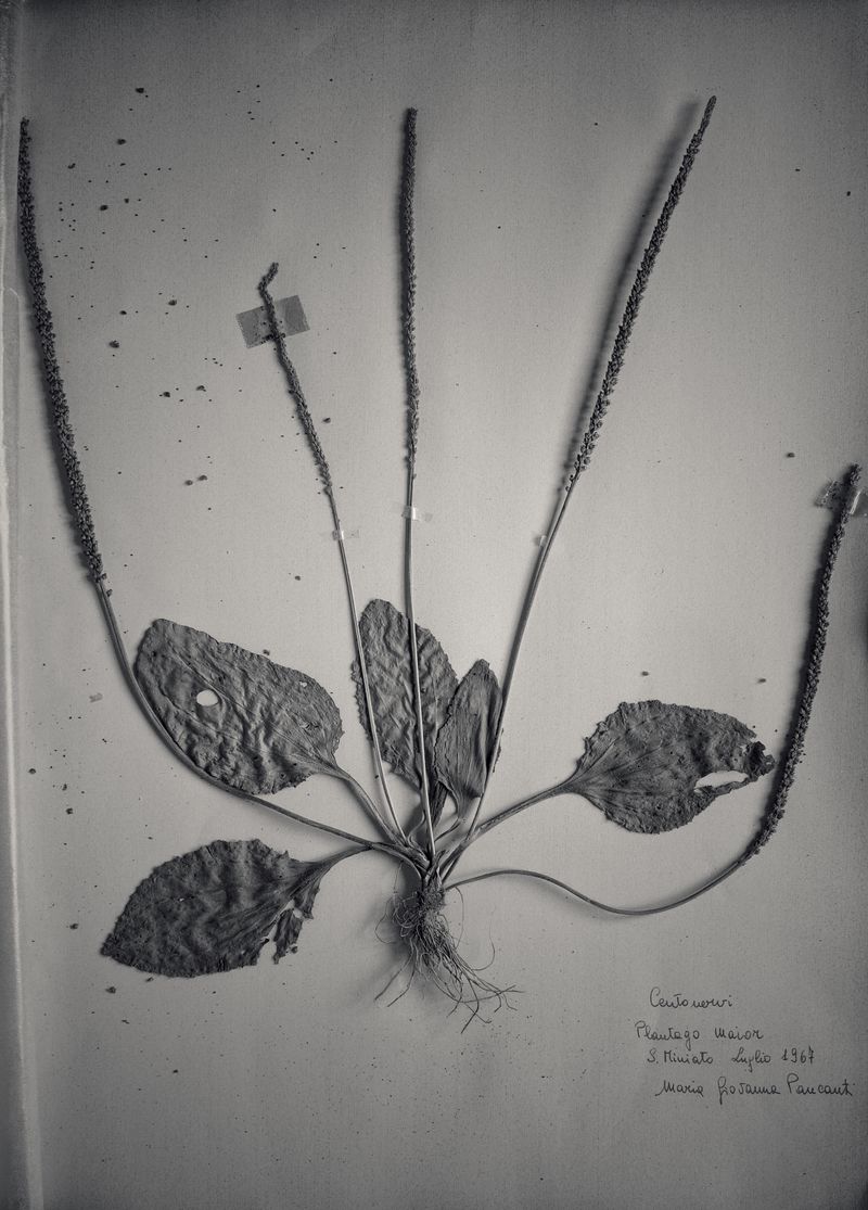 © Federico Gregorini - Image from the Herbarium - 1967 photography project