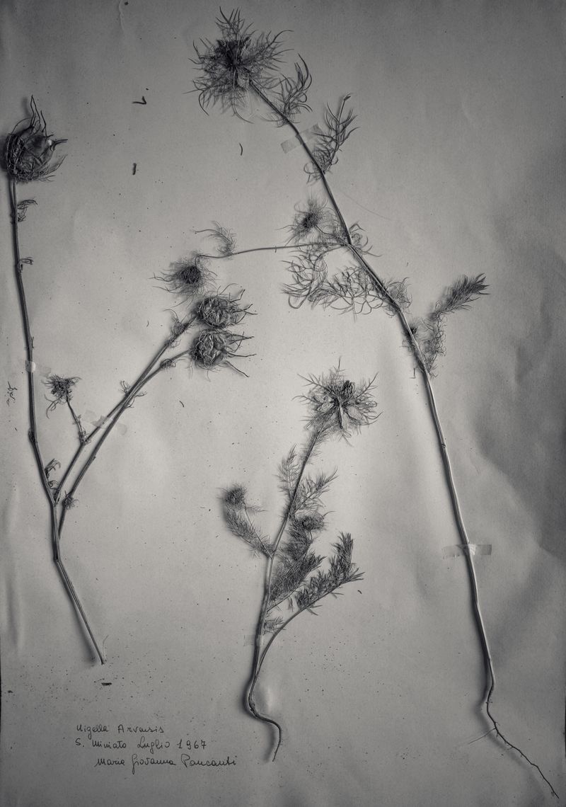 © Federico Gregorini - Image from the Herbarium - 1967 photography project
