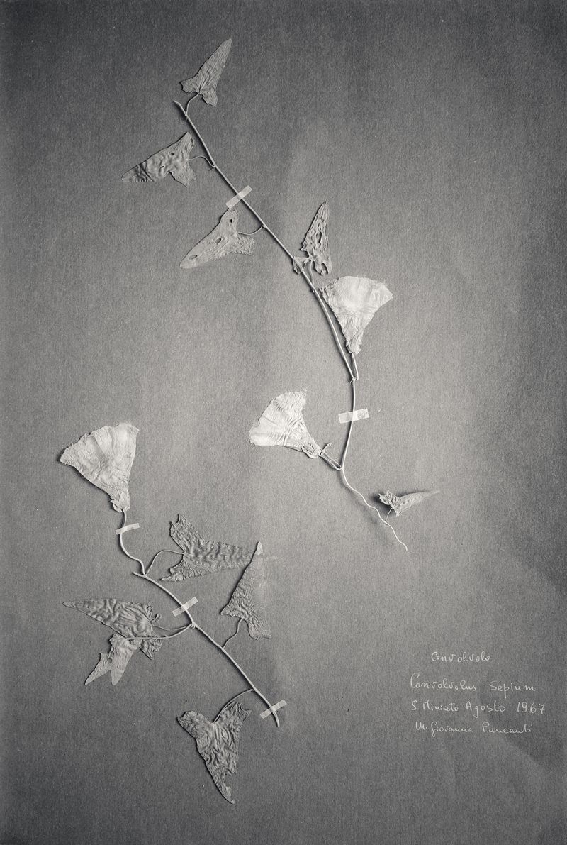 © Federico Gregorini - Image from the Herbarium - 1967 photography project