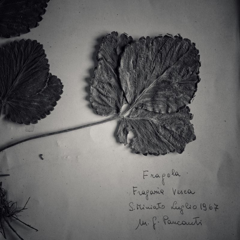 © Federico Gregorini - Image from the Herbarium - 1967 photography project