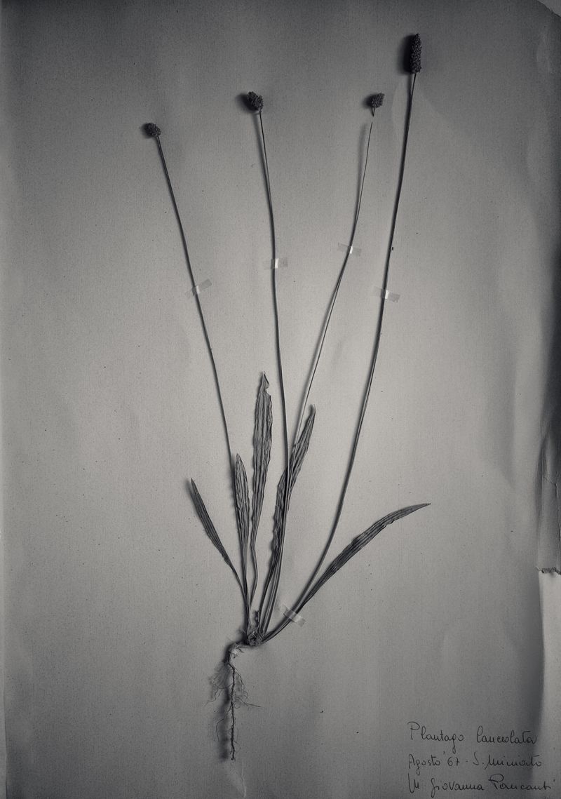 © Federico Gregorini - Image from the Herbarium - 1967 photography project