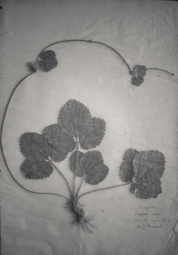 © Federico Gregorini - Image from the Herbarium - 1967 photography project