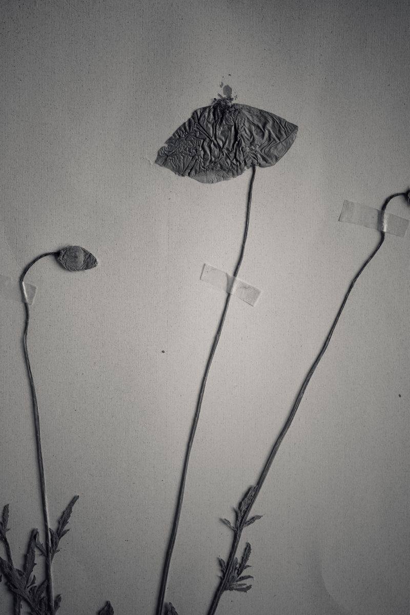 © Federico Gregorini - Image from the Herbarium - 1967 photography project