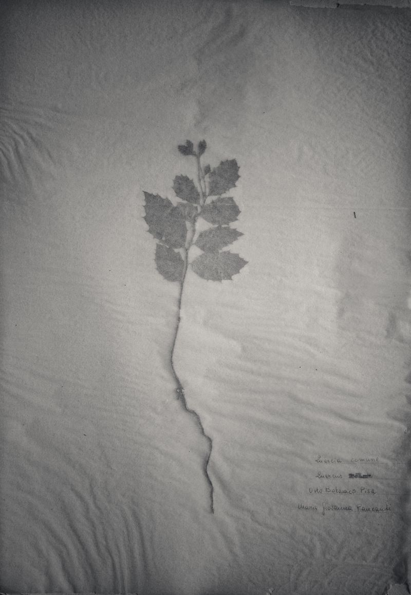 © Federico Gregorini - Image from the Herbarium - 1967 photography project