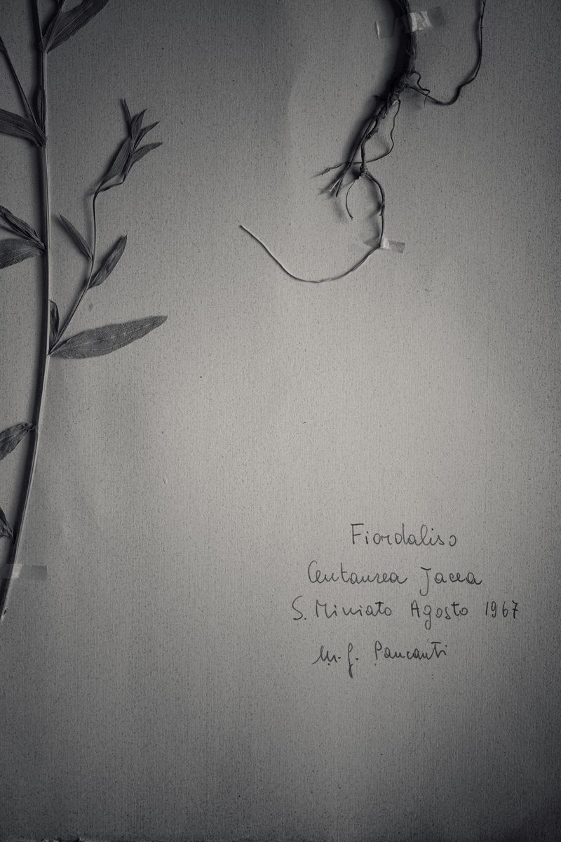 © Federico Gregorini - Image from the Herbarium - 1967 photography project
