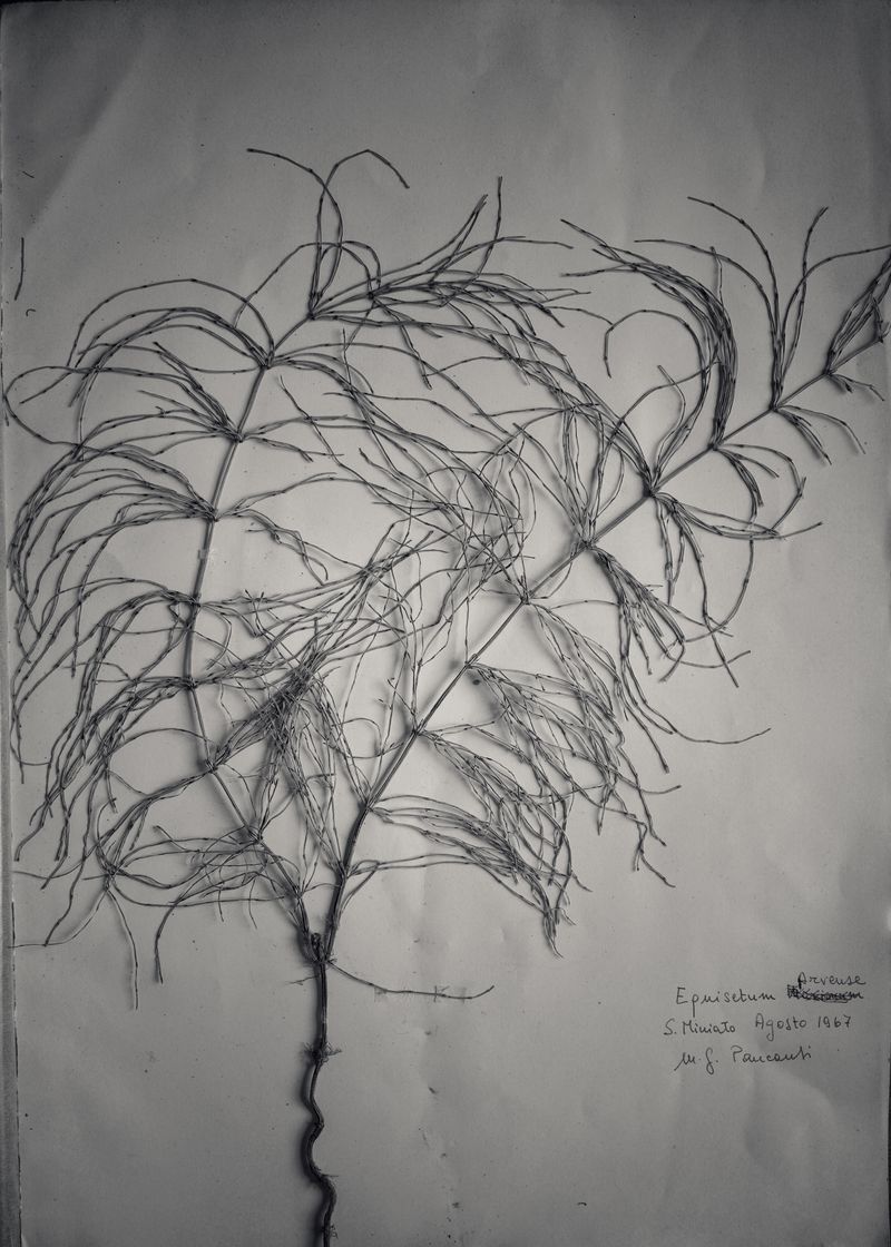 © Federico Gregorini - Image from the Herbarium - 1967 photography project