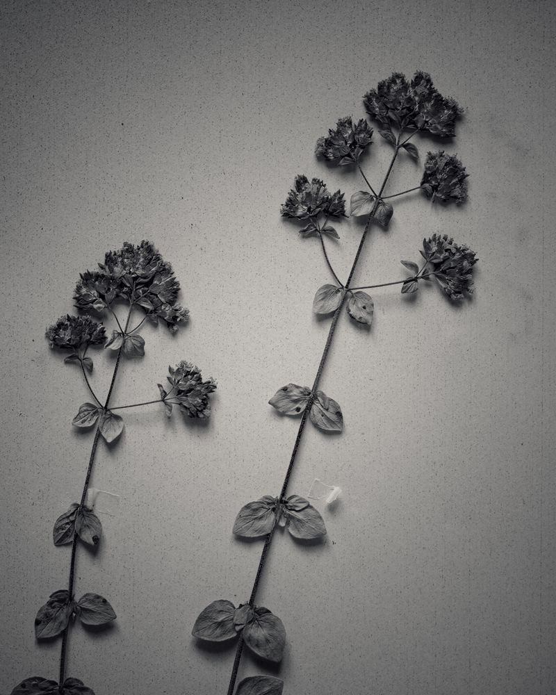 © Federico Gregorini - Image from the Herbarium - 1967 photography project