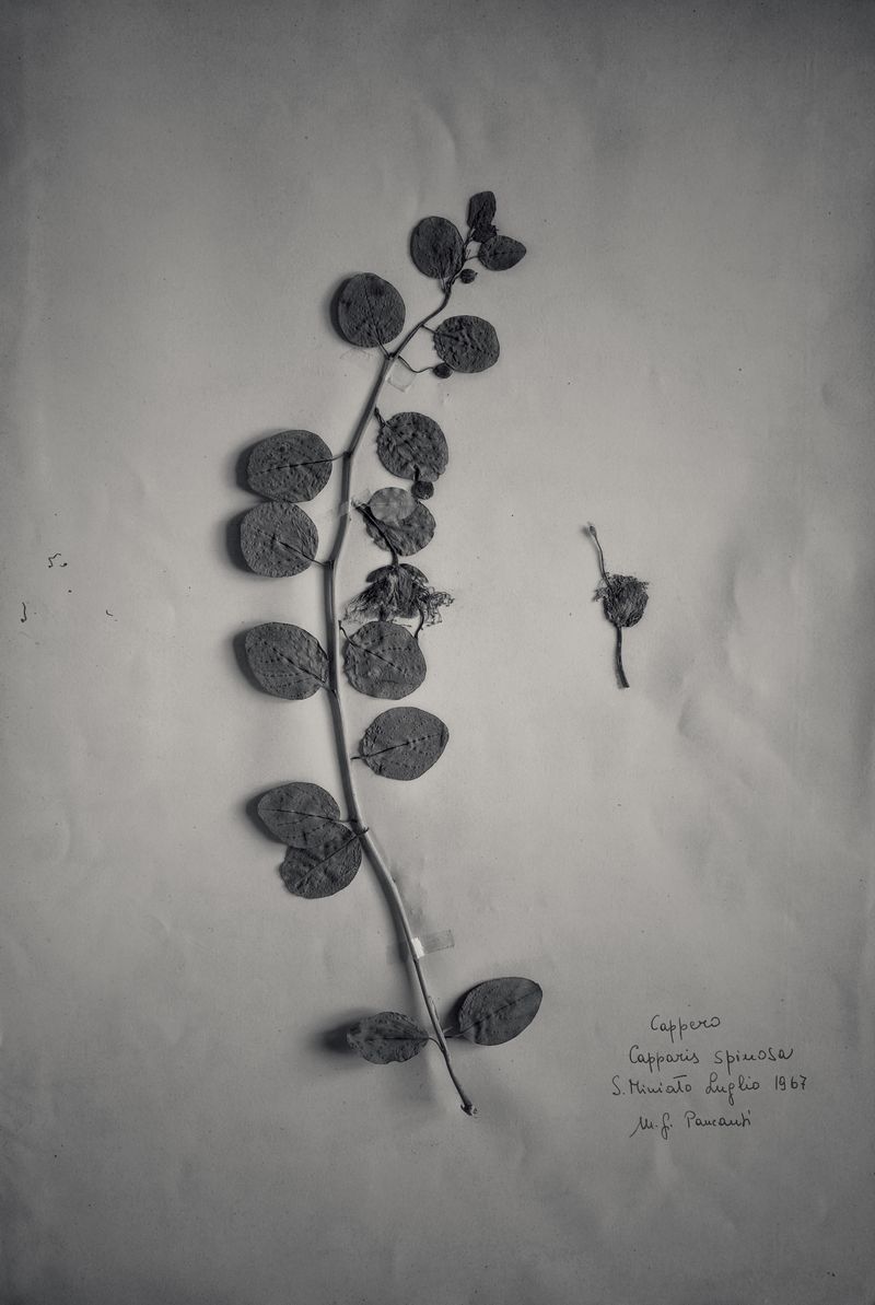 © Federico Gregorini - Image from the Herbarium - 1967 photography project