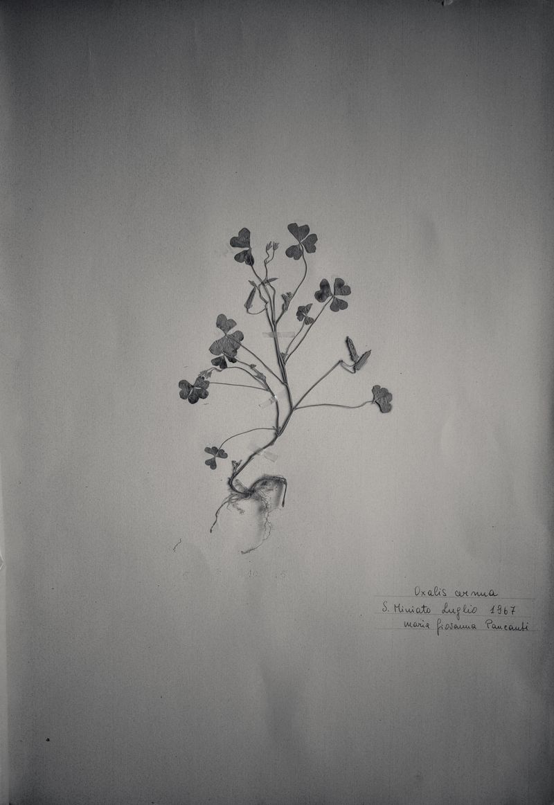 © Federico Gregorini - Image from the Herbarium - 1967 photography project