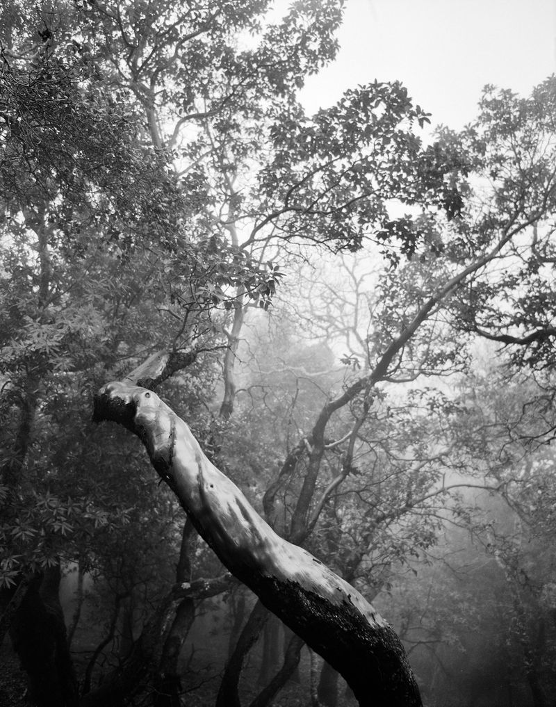 © Daniel Rampulla - Image from the Augury photography project