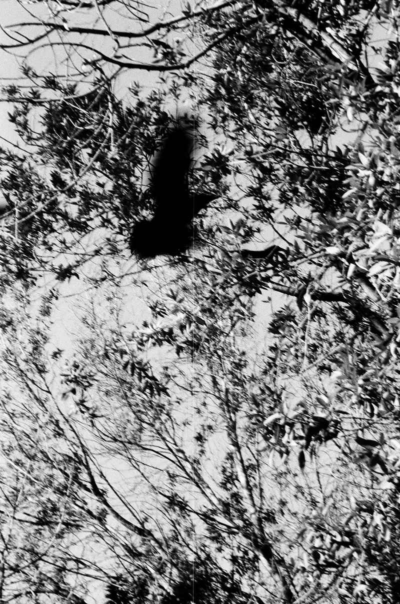 © Daniel Rampulla - Image from the Augury photography project