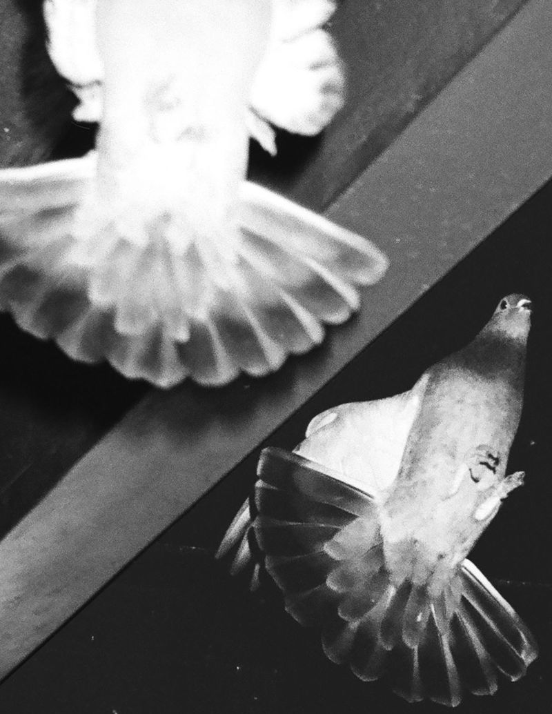 © Daniel Rampulla - Image from the Augury photography project