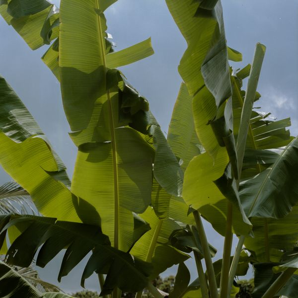 © Sara Szymańska - Image from the Searching for Blue Mountains photography project