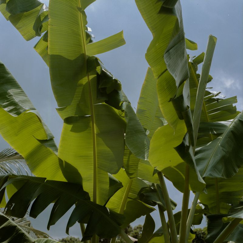 © Sara Szymańska - Image from the Searching for Blue Mountains photography project