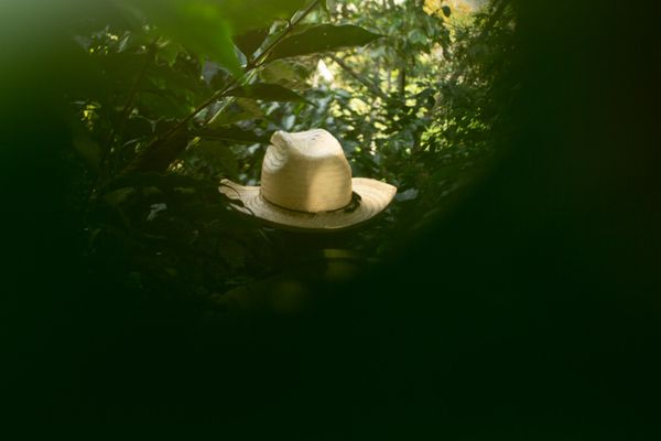 © Hannah Cauhépé - Image from the Purple Washed Beans? photography project