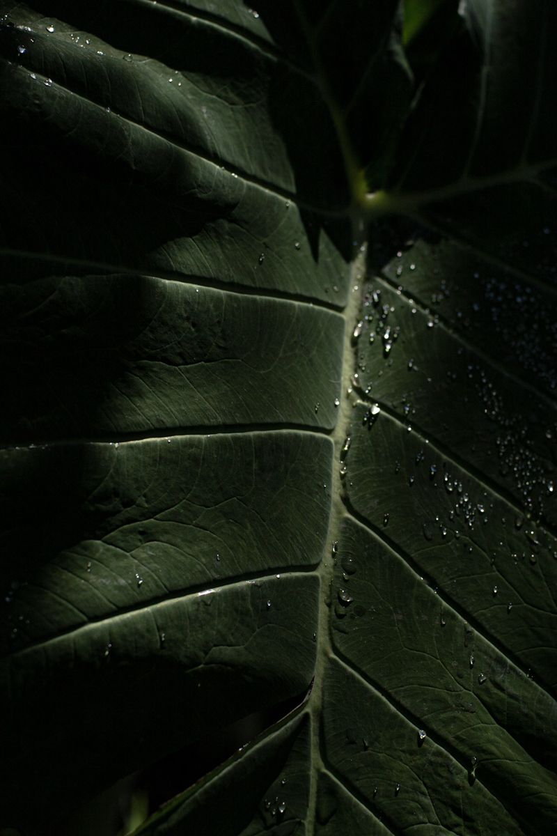 © Hannah Cauhépé - Image from the Purple Washed Beans? photography project